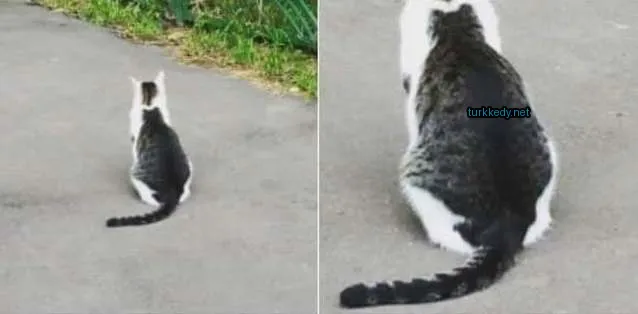 Siyah ve beyaz bir kedi zemine oturuyor.