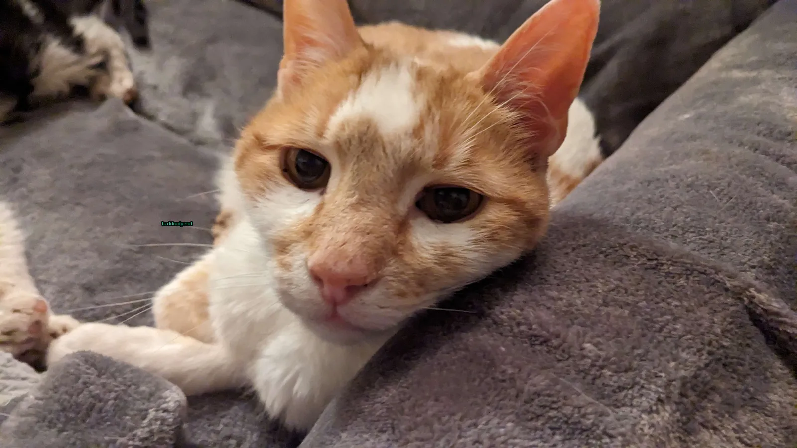 Beyaz yüzü ve sarı vücutlu bir kedi bir minderin üzerinde yatıyor.