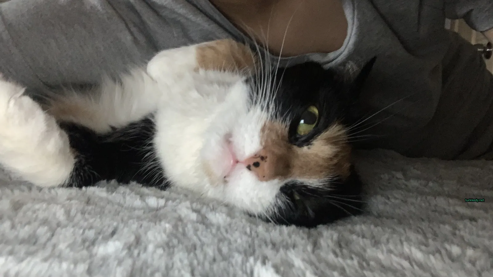 Siyah bir siyah beyaz kedi beyaz bir battaniyenin üzerine yatıyor.