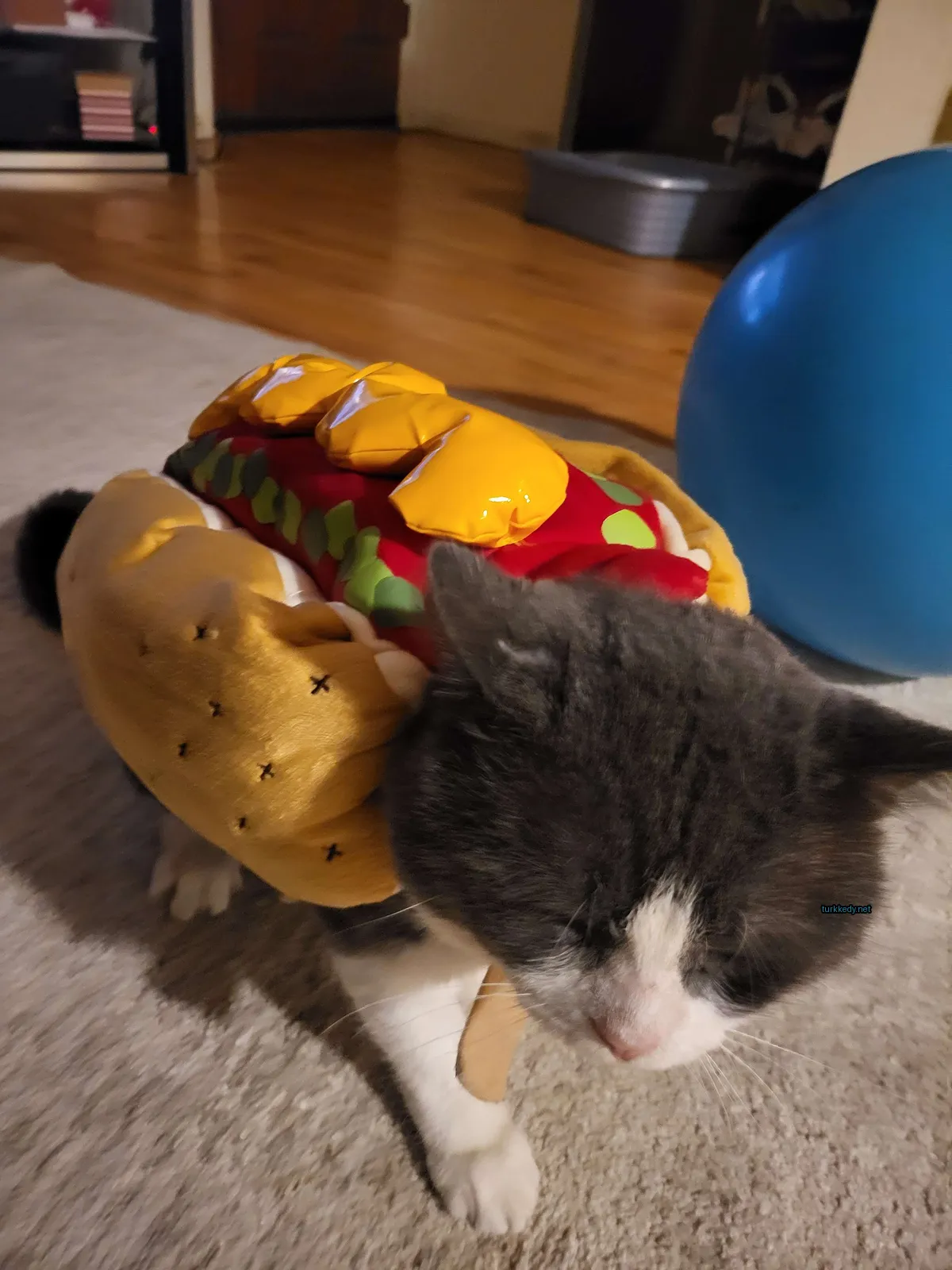 Gri ve beyaz bir kedi, hot dog kostümünü giymiş.