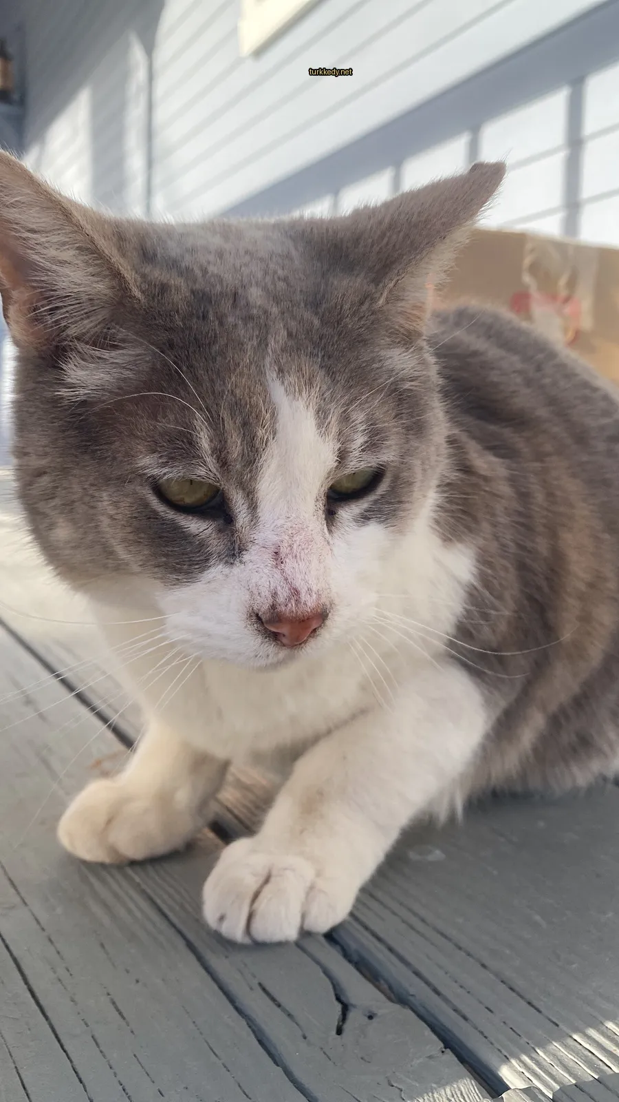 Gri ve beyaz bir kedi, pembe burunlu ve yüzünde kırmızı bir lekeye sahip, bir masada oturuyor.