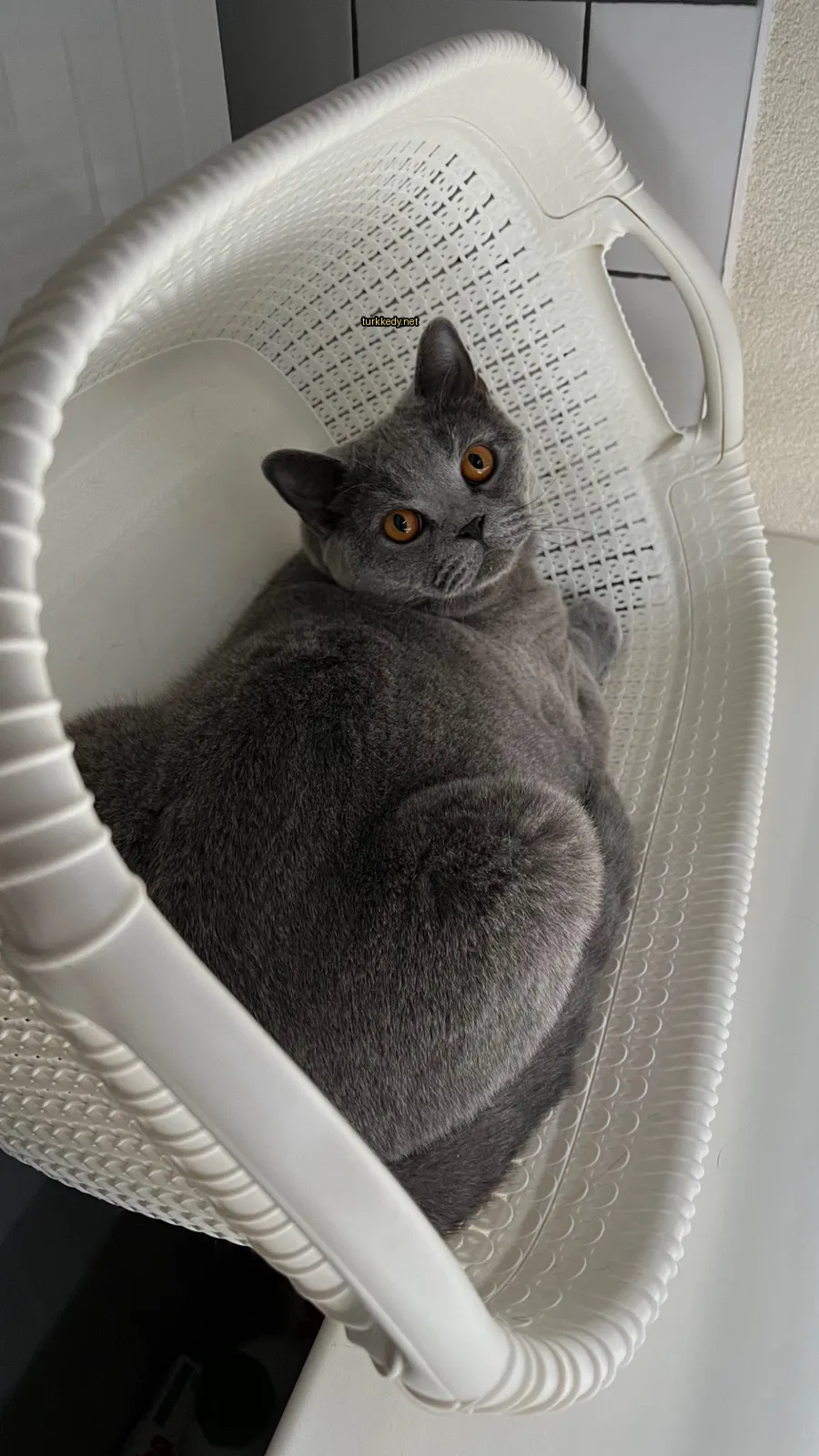 Gri bir kedi sarı gözleriyle bir sepette yatıyor.