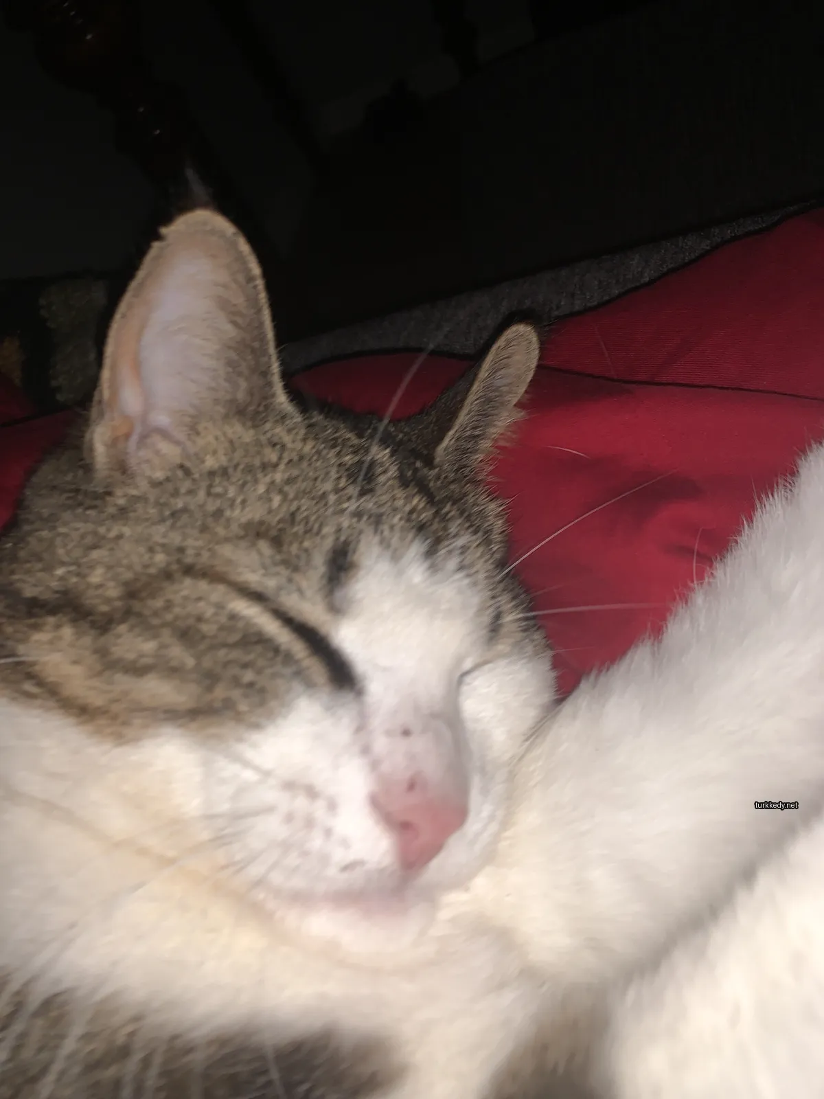 Beyaz ve kahverengi bir kedi kırmızı bir bez üzerinde yatıyor.