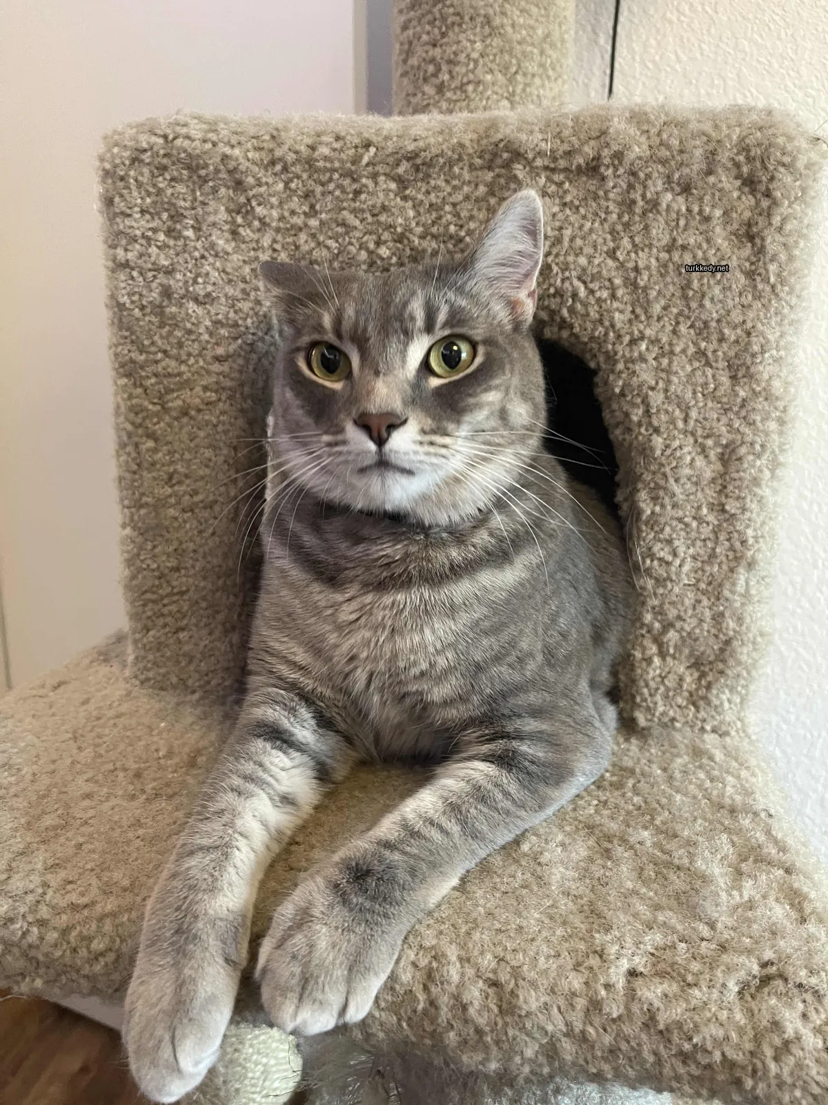 Gri bir kedi, beyaz göğsüyle bir kedi ağacında oturuyor.