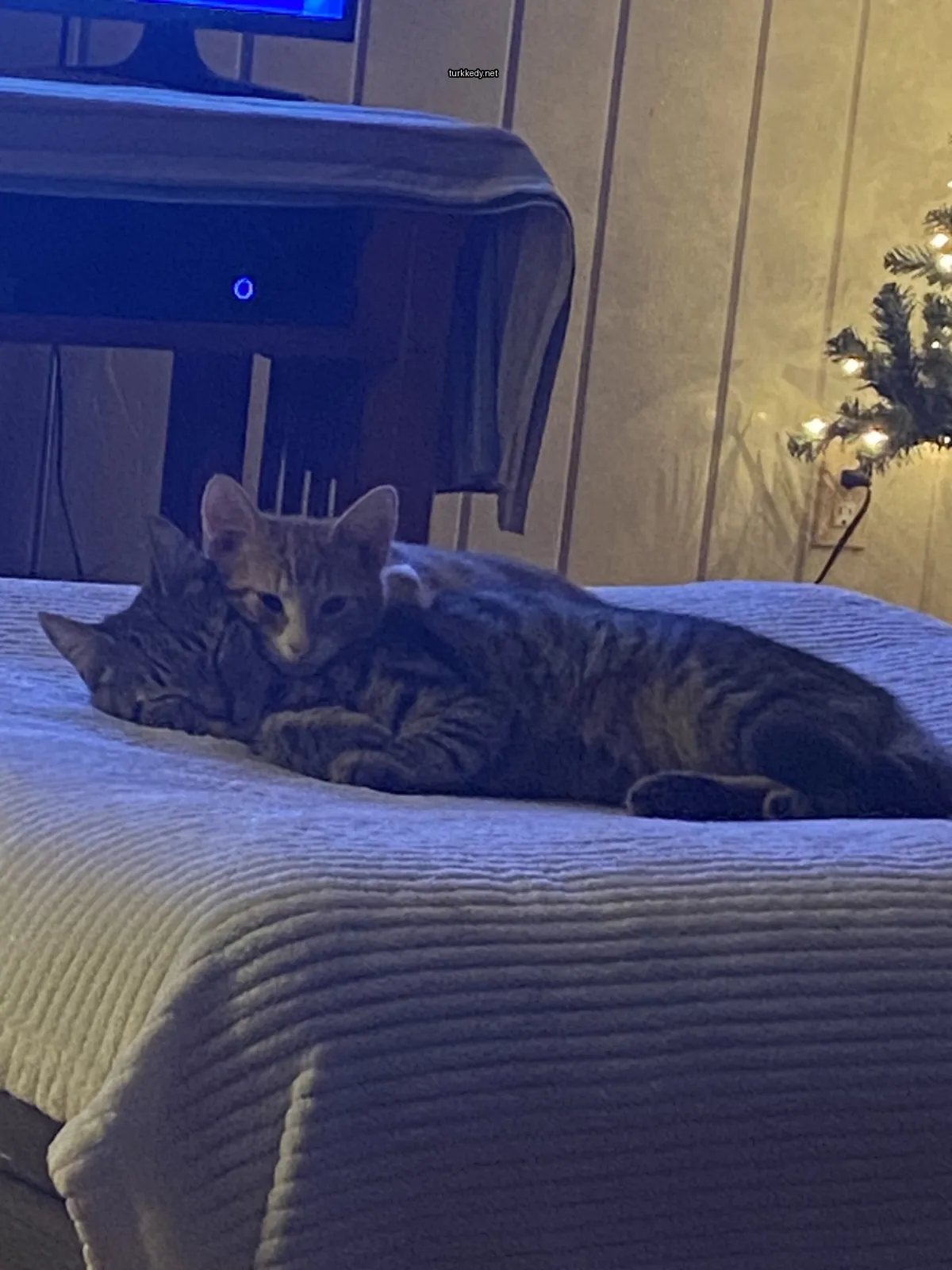 Küçük bir turuncu ve beyaz kedi bir yatakta daha büyük bir kedi ile yatıyor.