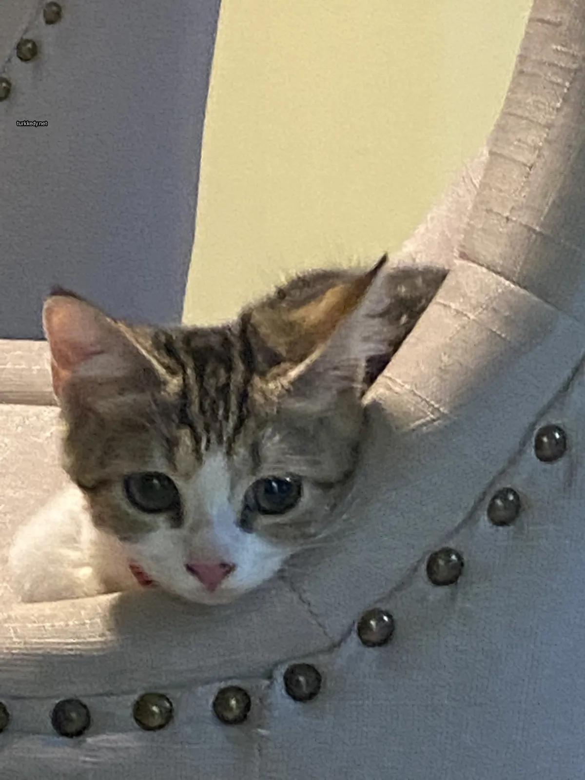 Kırmızı ve siyah desenli bir kedi bir sandalyede yatıyor.