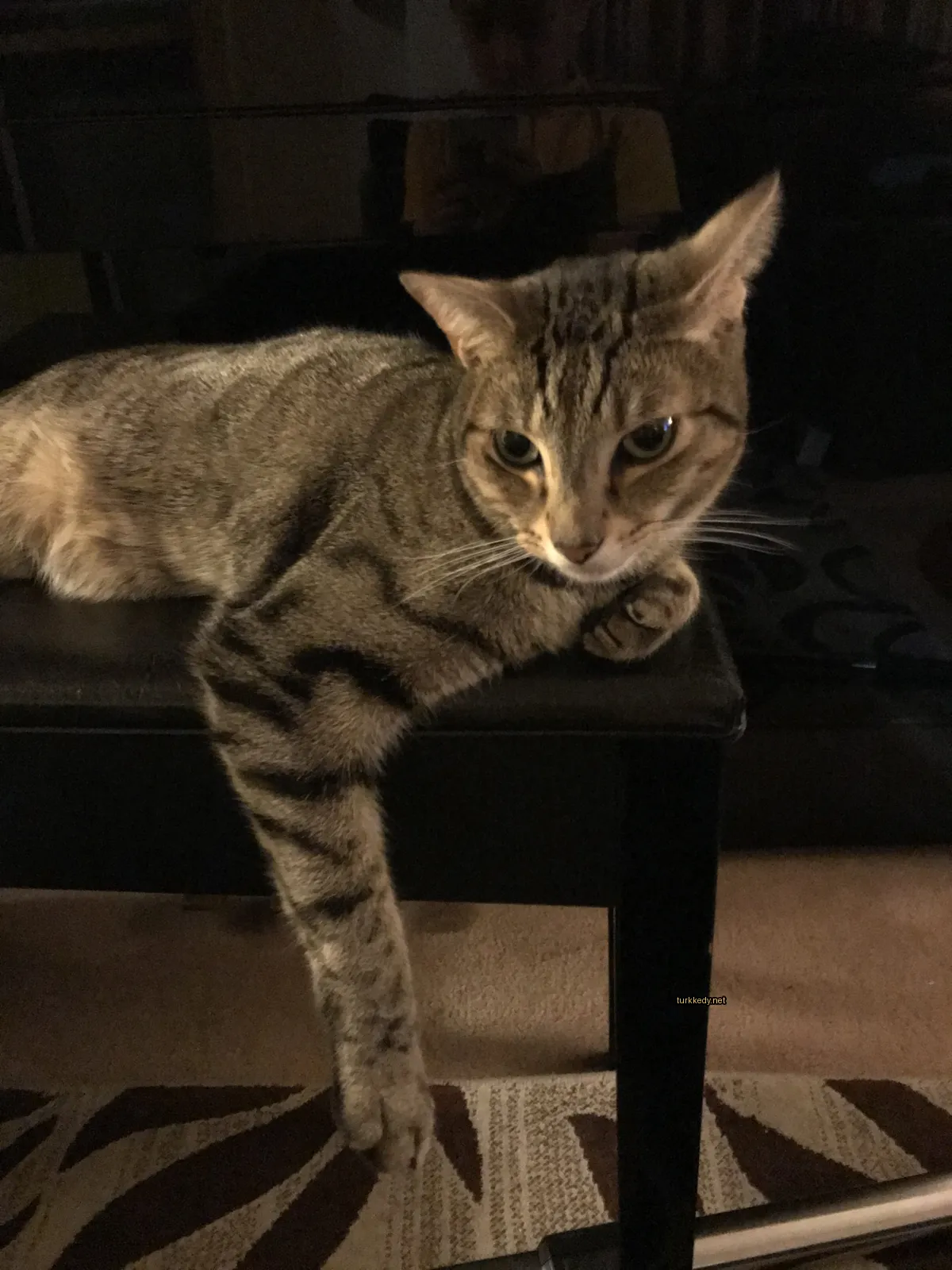 Sarı ve siyah desenli bir çakmaklı kedi siyah bir masada yatıyor.