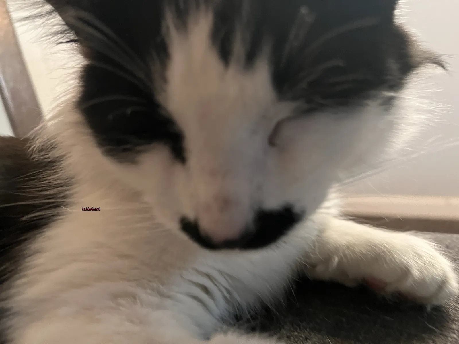 Siyah bir kedi, siyah bir zemin üzerinde bir bıyıklı şekilde yatıyor.