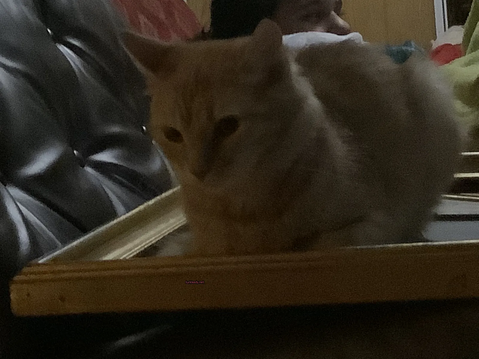 Sarı bir kedi beyaz göğüsleriyle bir masada yatıyor.