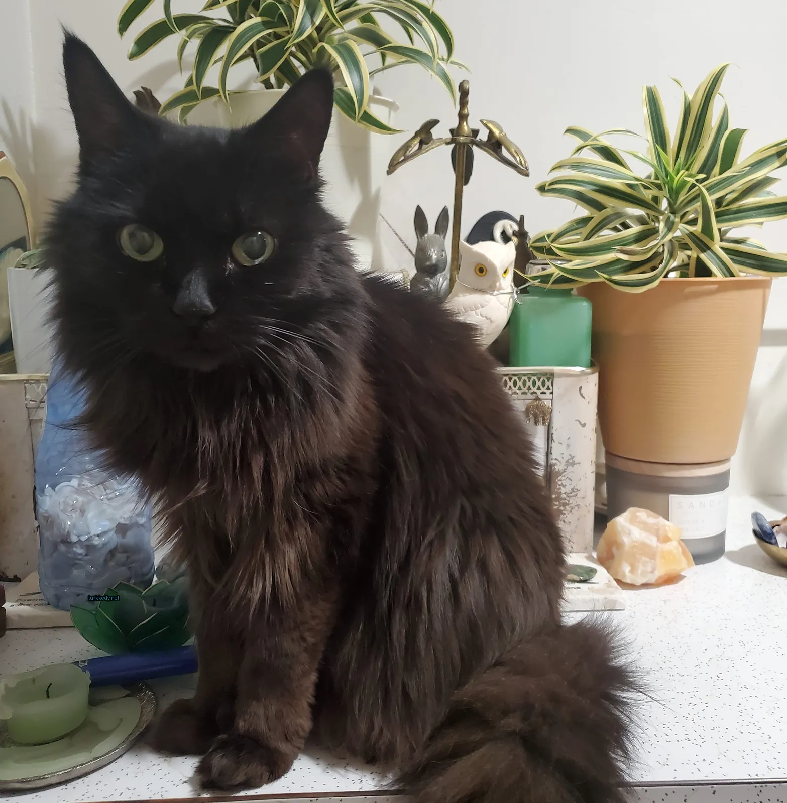 Siyah bir kedi uzun kuyruğu ile bir tezgahda oturuyor.