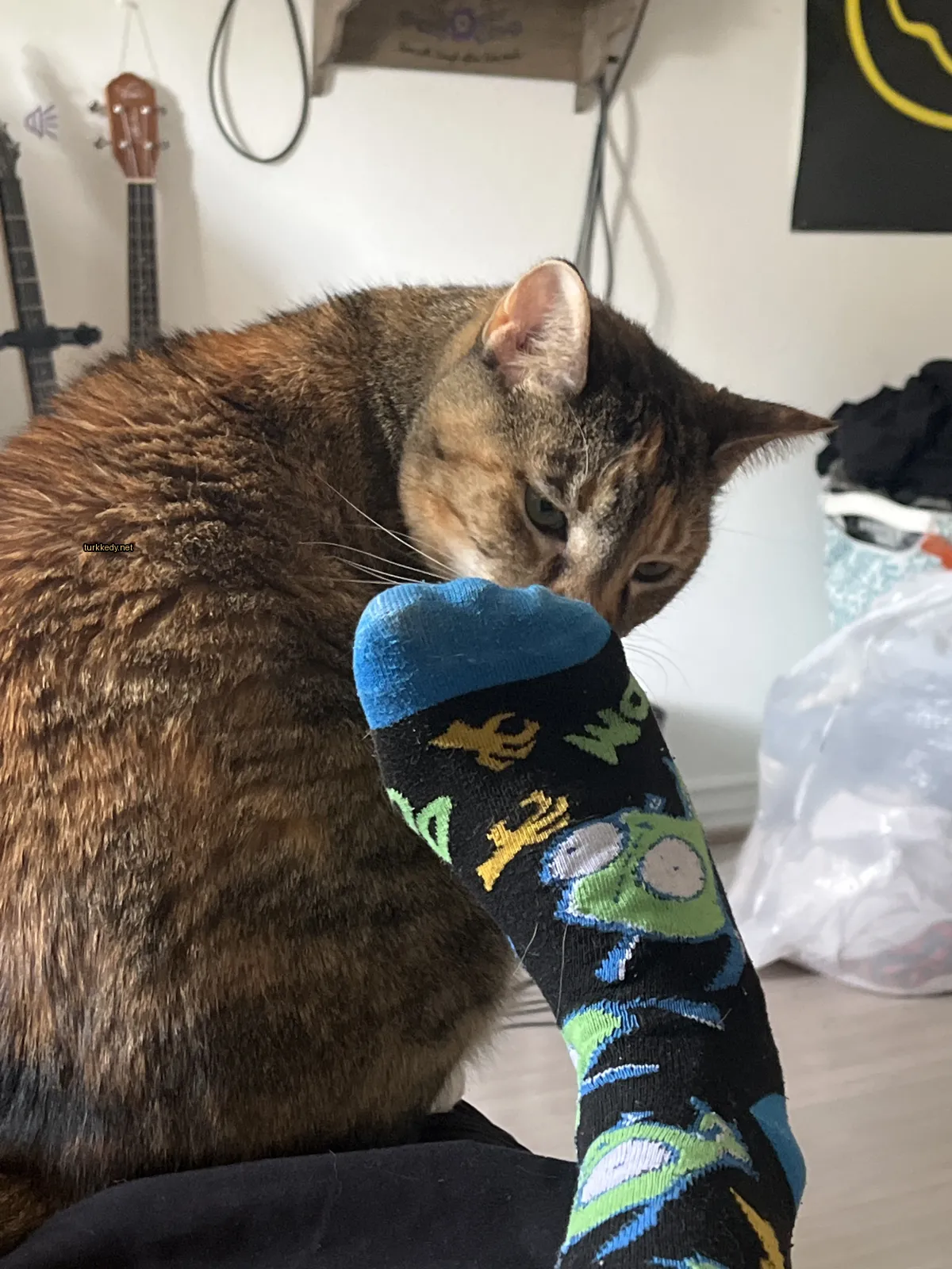 Koyu kahverengi ve siyah bir kedi, yeşil ve mavi bir çoraplı bir ayakta.