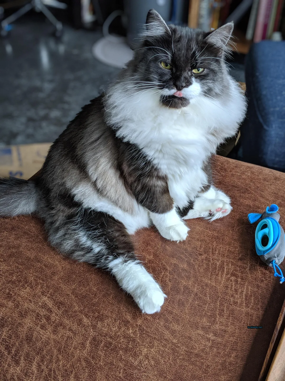 Siyah ve beyaz desenli bir kedi bir sofa üzerinde oturuyor.