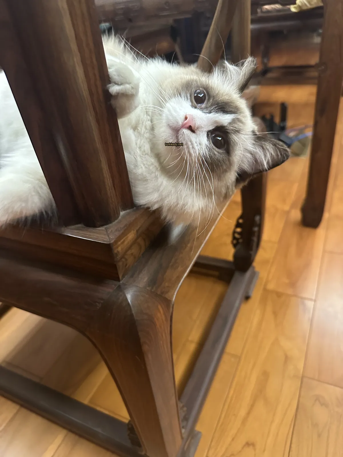 Beyaz ve kahverengi bir kedi, arka planda bir masa ve bir sandalye var.