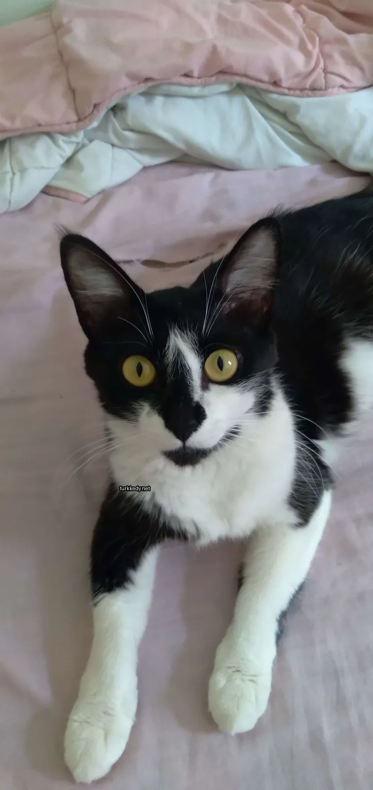 Siyah bir kedi mavi gözleri olan sarı gözlere sahip bir kedi yatakta yatıyor.