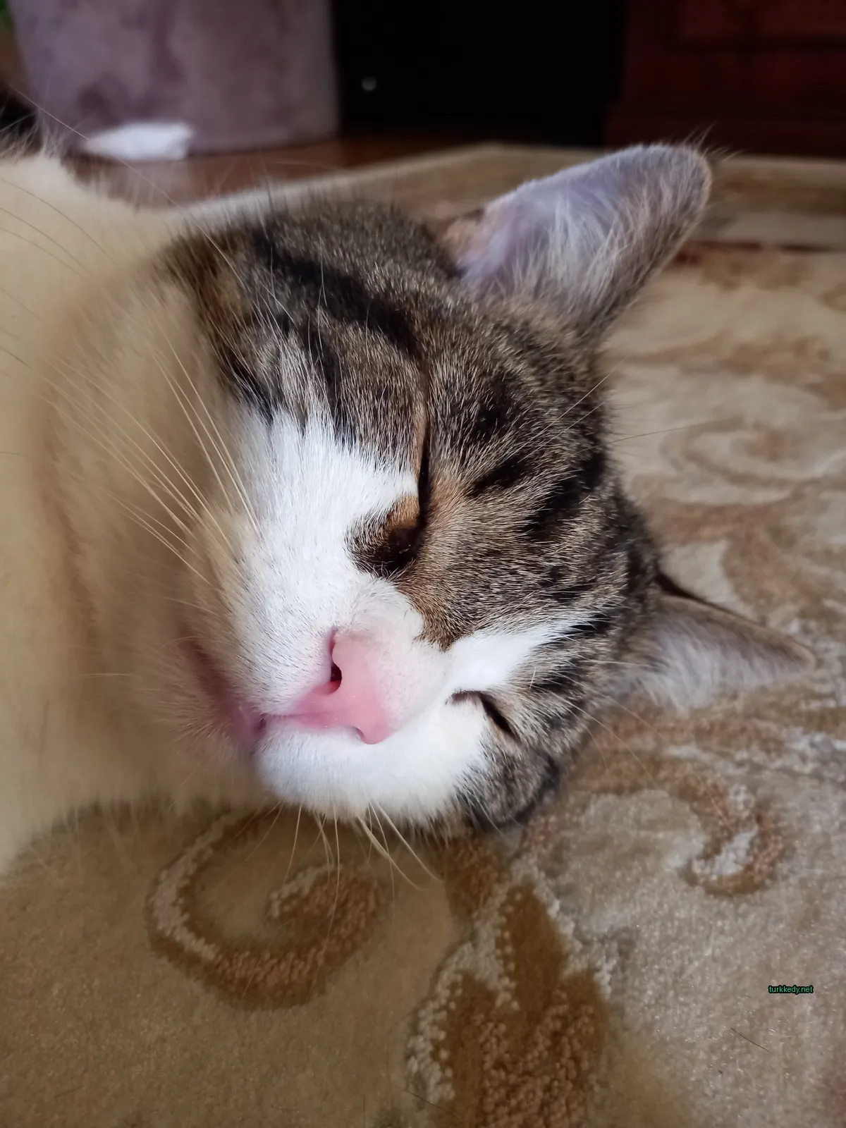 Beyaz ve kahverengi bir kedi bir halı üzerinde yatıyor.