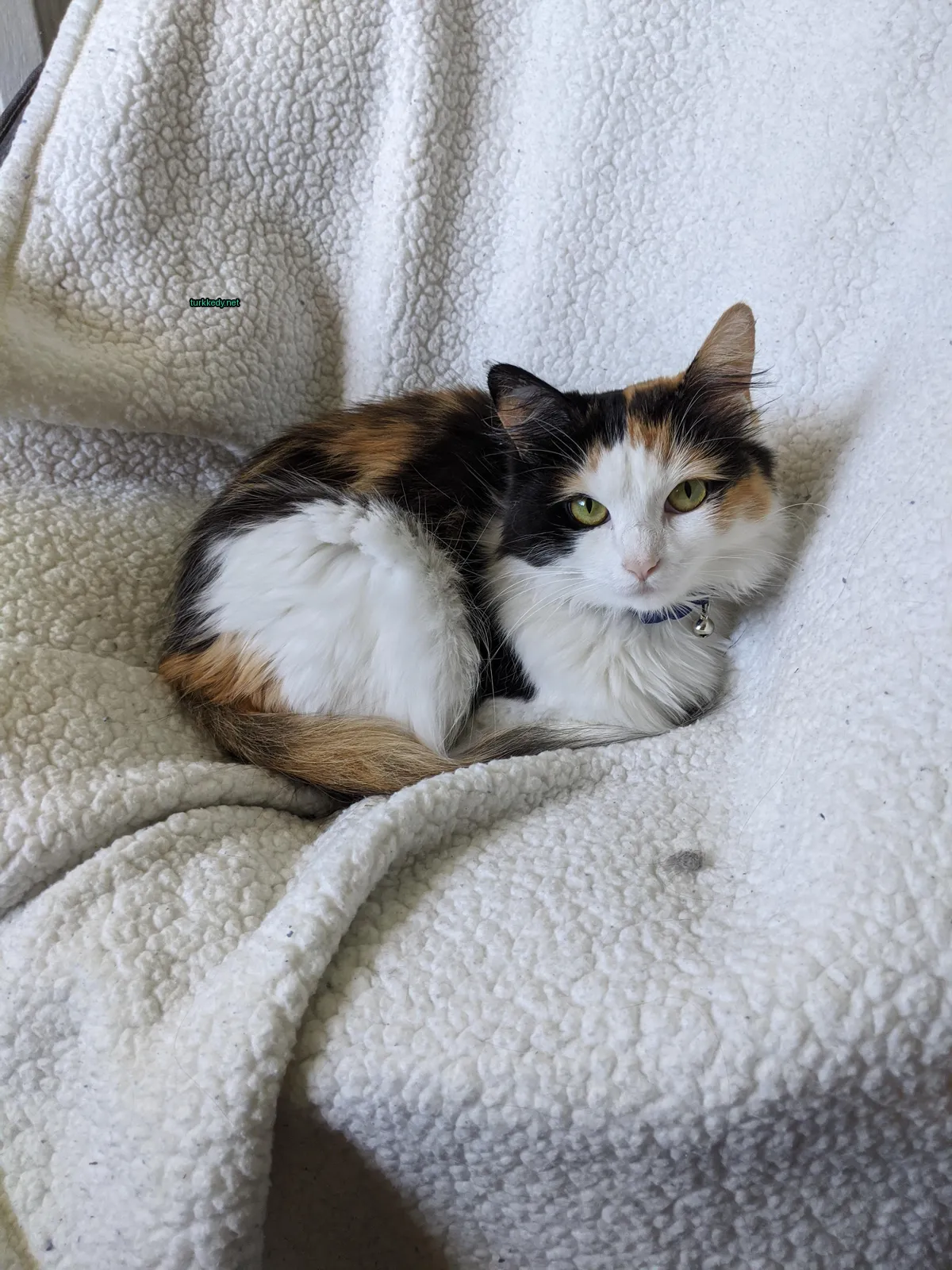 Bir kedi yününden sarılı bir kumaşta yuvarlak pozisyonda yatıyor.