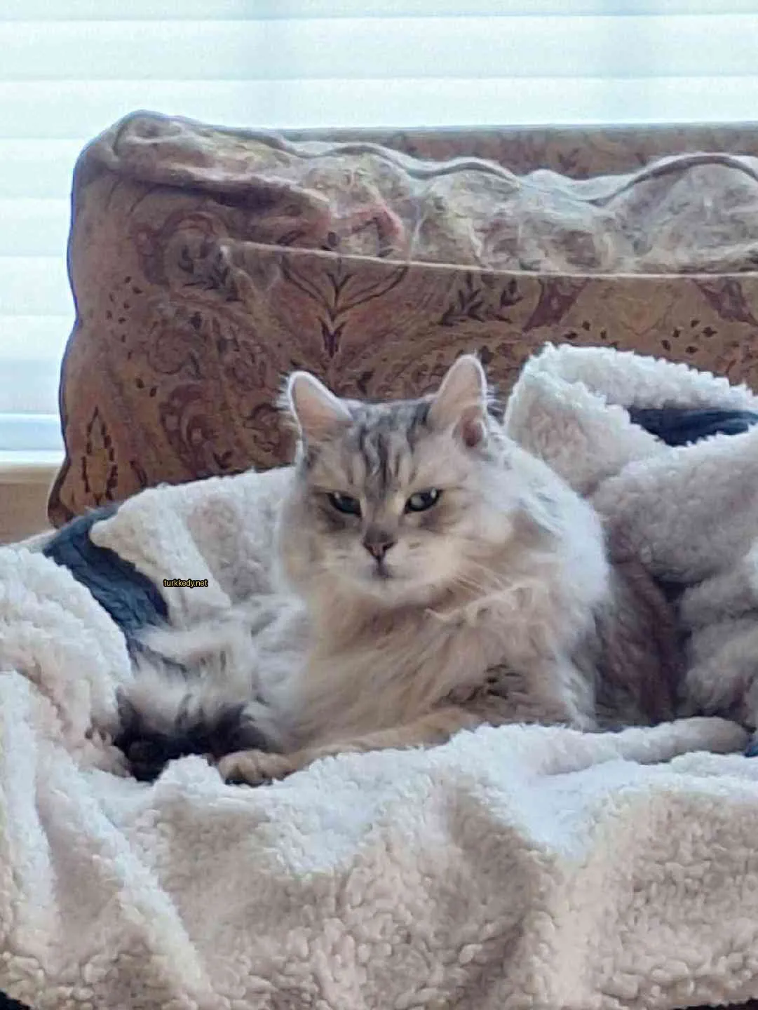 Beyaz bir kedi, gri yüzü ve siyah burun ile bir sofa üzerinde oturuyor.