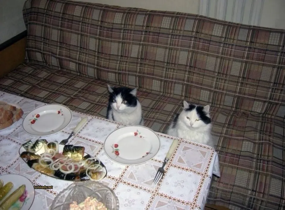 Siyah ve beyaz bir kedi, önüne bir tabak konulmuş bir masa üzerinde oturuyor.