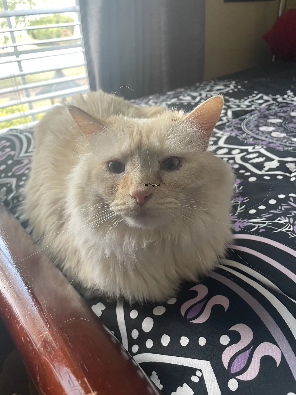 Beyaz bir kedi, kahverengi burun ve burun üzerinde bir pembe leke ile yatan bir yatakta oturuyor.