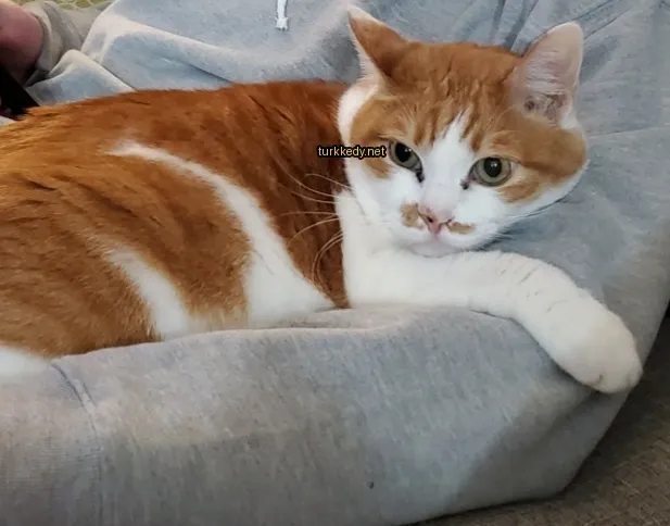 Kara ve beyaz bir kedi gri bir kazak üzerinde yatıyor.