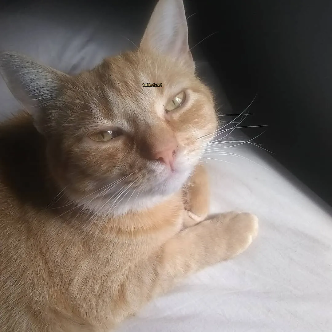 Koyu ve beyaz bir deri desenine sahip bir kedi beyaz bir yatakta yatıyor.
