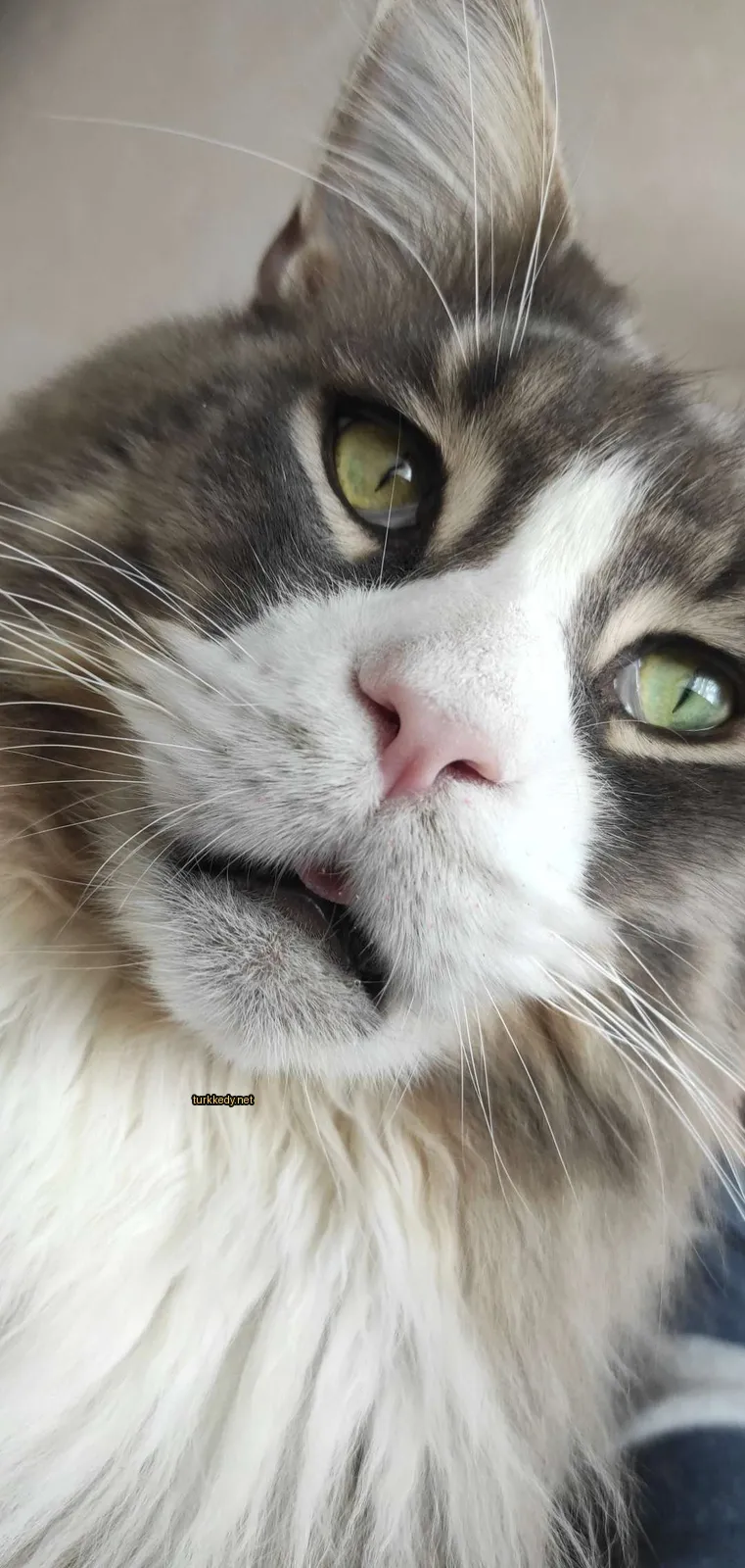Gri ve beyaz bir kedi, yeşil gözleri ve pembe burunları var.