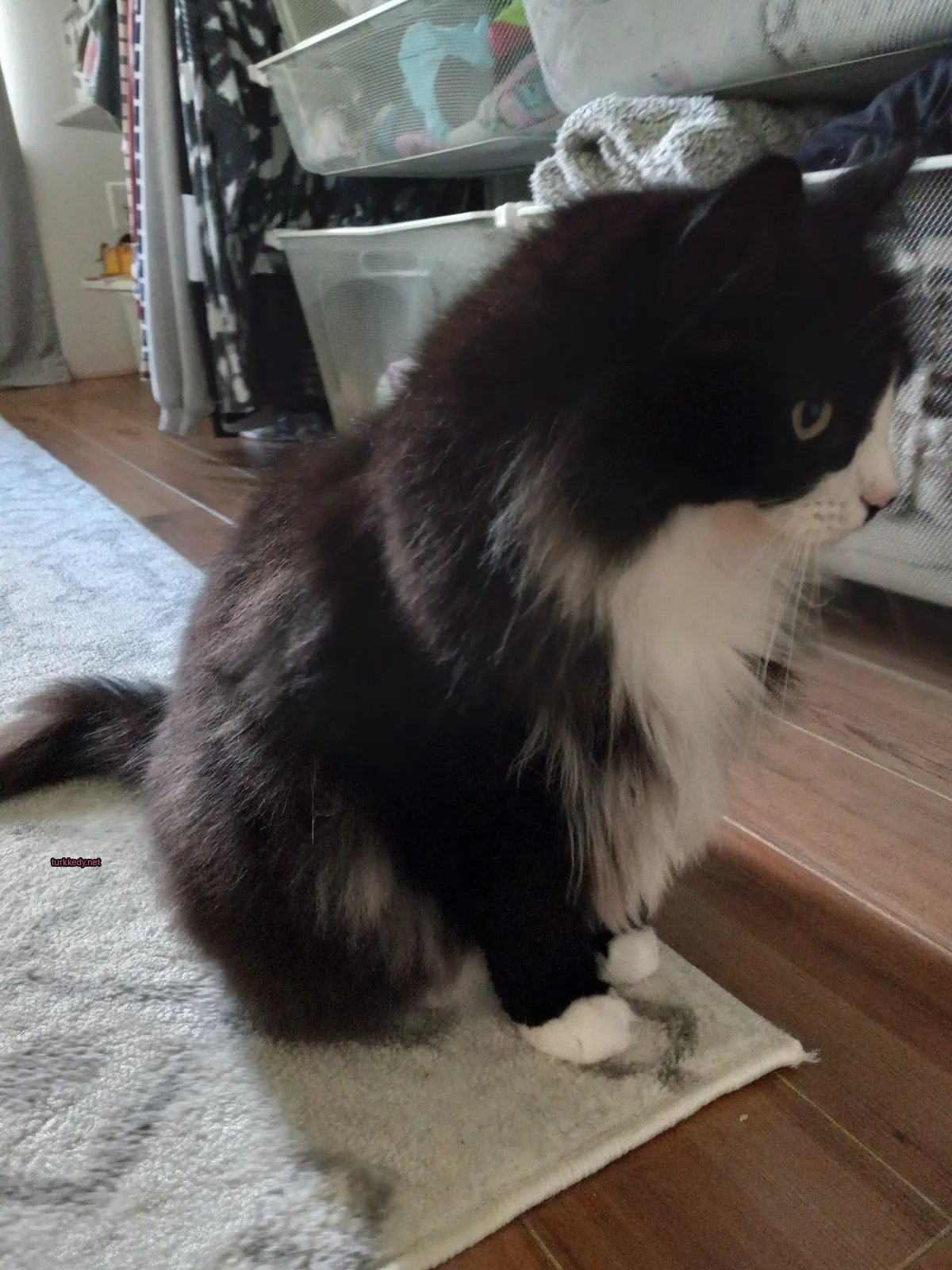 Siyah ve beyaz bir kedi bir halı üzerinde oturuyor.