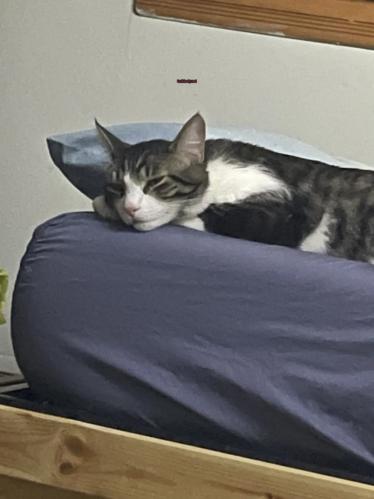 Bir kedi, bir yatakta çizgili bir desenle yatıyor.
