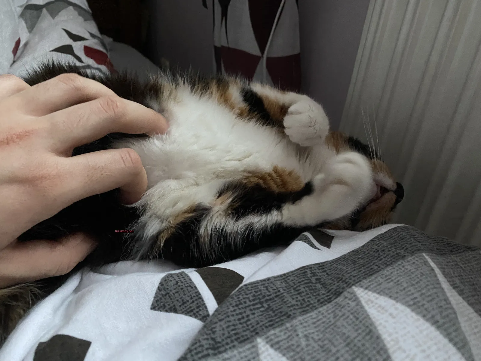 Siyah ve beyaz bir kedi yatan bir kişinin eliyle okşanıyor.