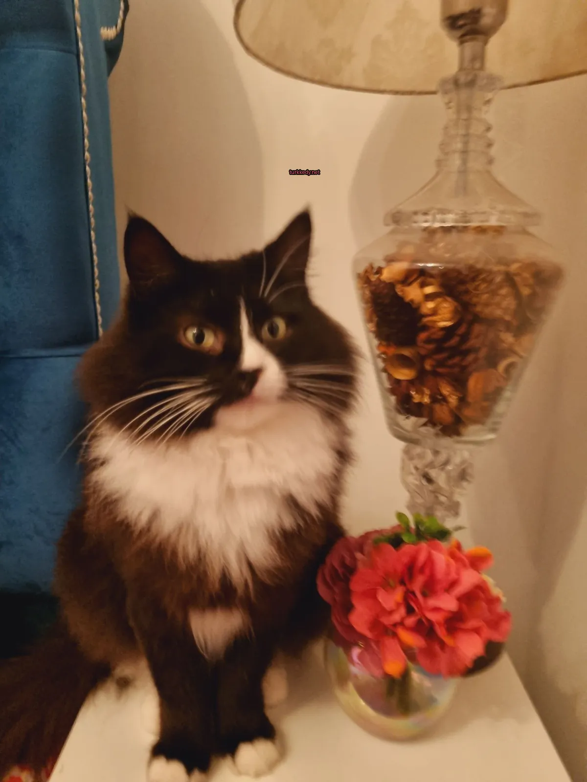 Siyah ve beyaz bir kedi, bir kozalaklı çiçek çanakları yanındaki masada oturuyor.