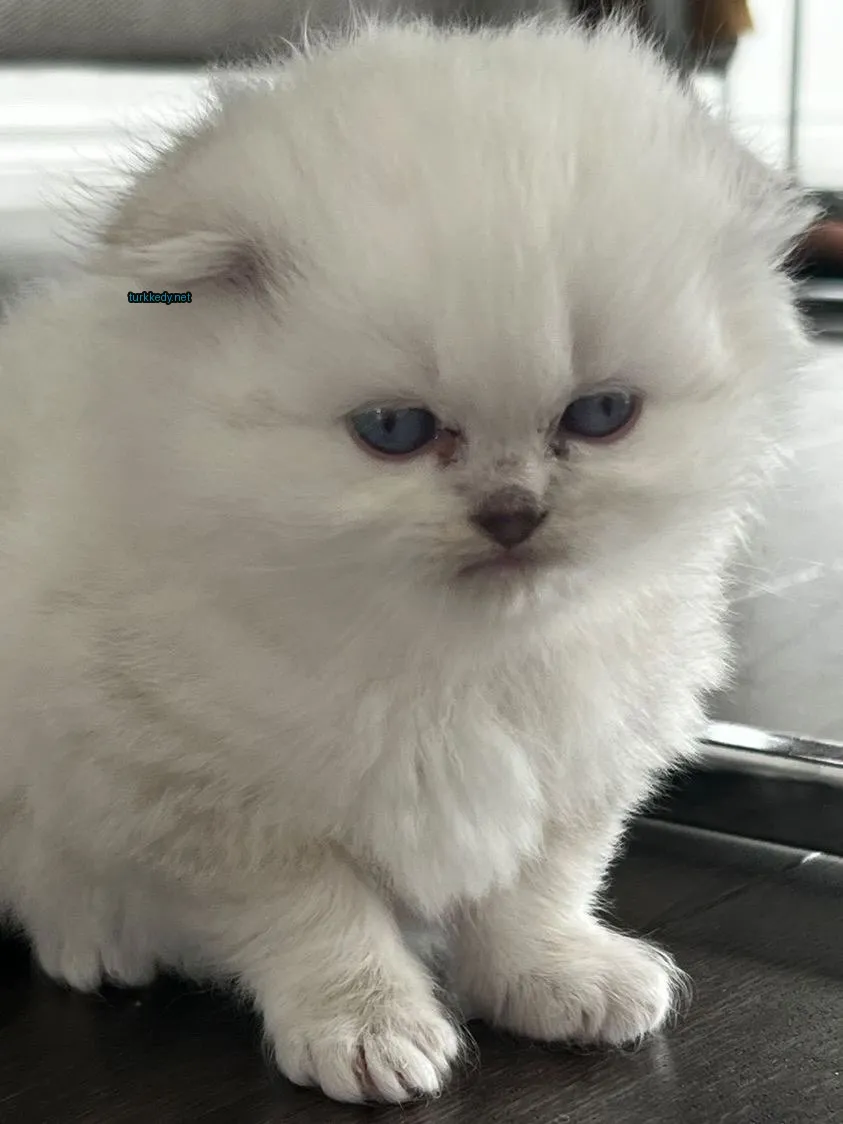 Beyaz bir kedi mavi gözleriyle bir masada oturuyor.