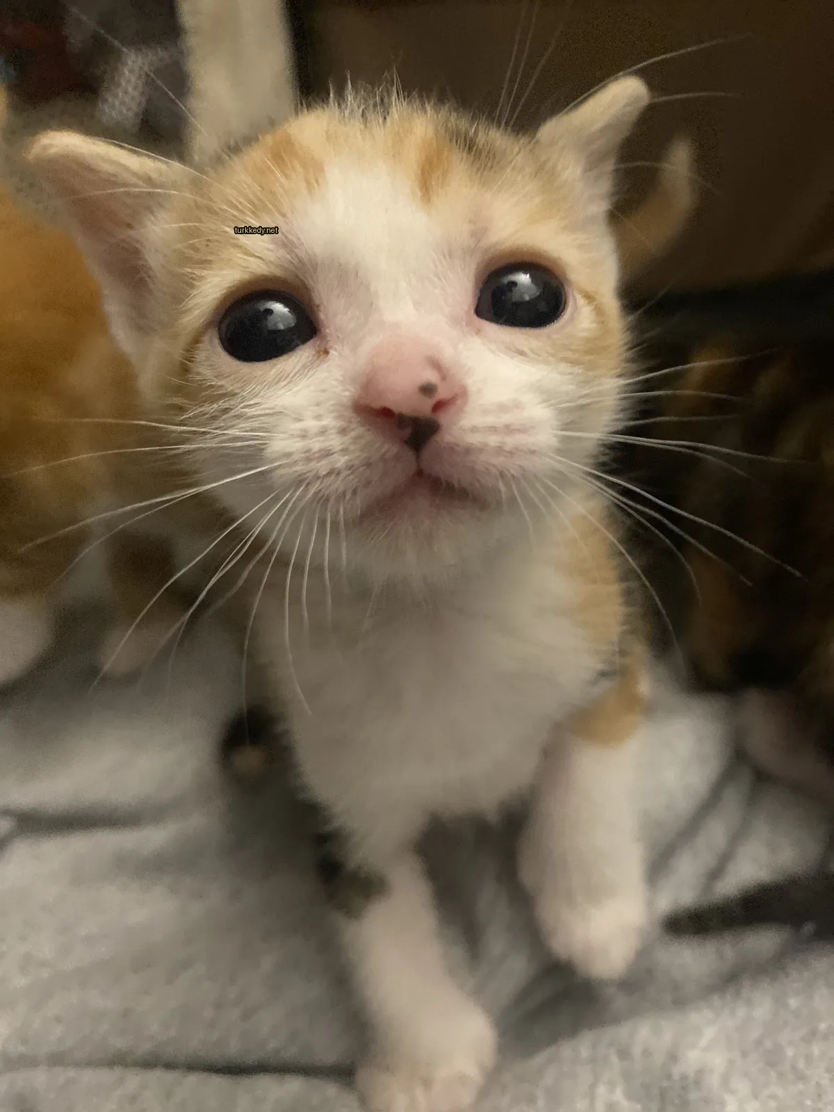 Beyaz yüzü ve kahverengi kulakları ve tırnakları olan küçük bir kedi.