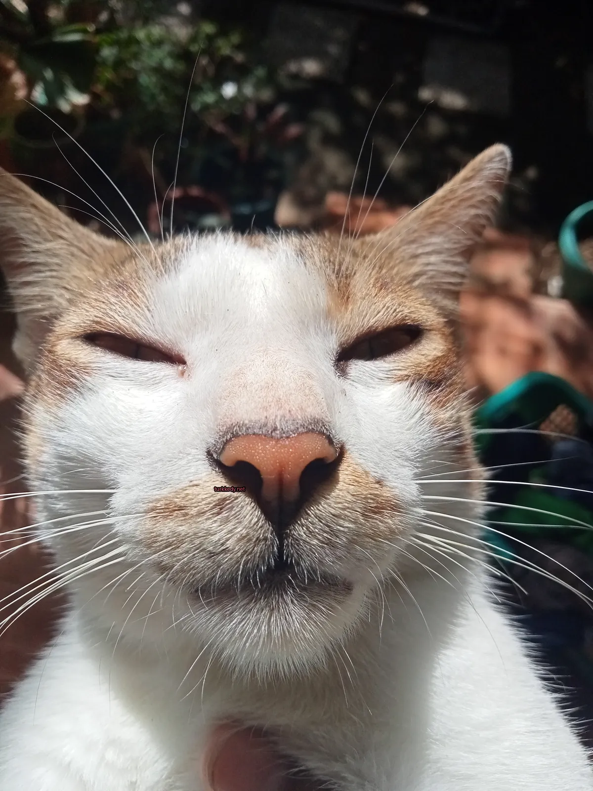 Beyaz ve kahverengi bir kedi, pink bir burun ve tüyleri var.