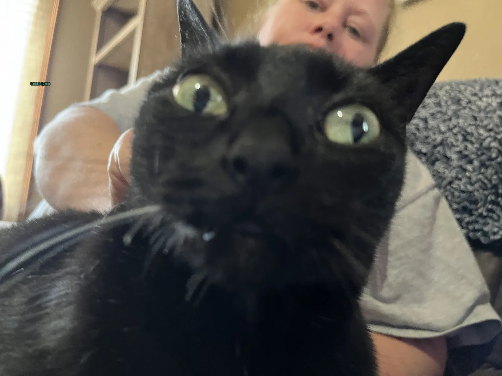 Siyah bir kedi, beyaz bir çene ve tırnaklarla kameraya bakıyor.