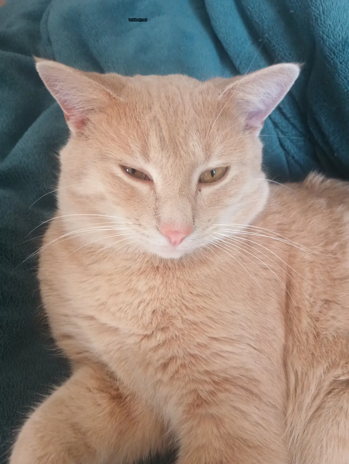 Koyu kahverengi bir kedi, beyaz yüz ve bıyıkları ile bir minderin üzerinde yatıyor.
