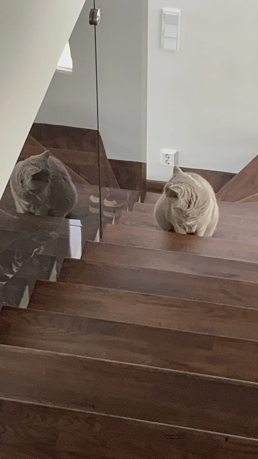 Gri ve beyaz bir püsküllü kedi merdivenlerde oturuyor.
