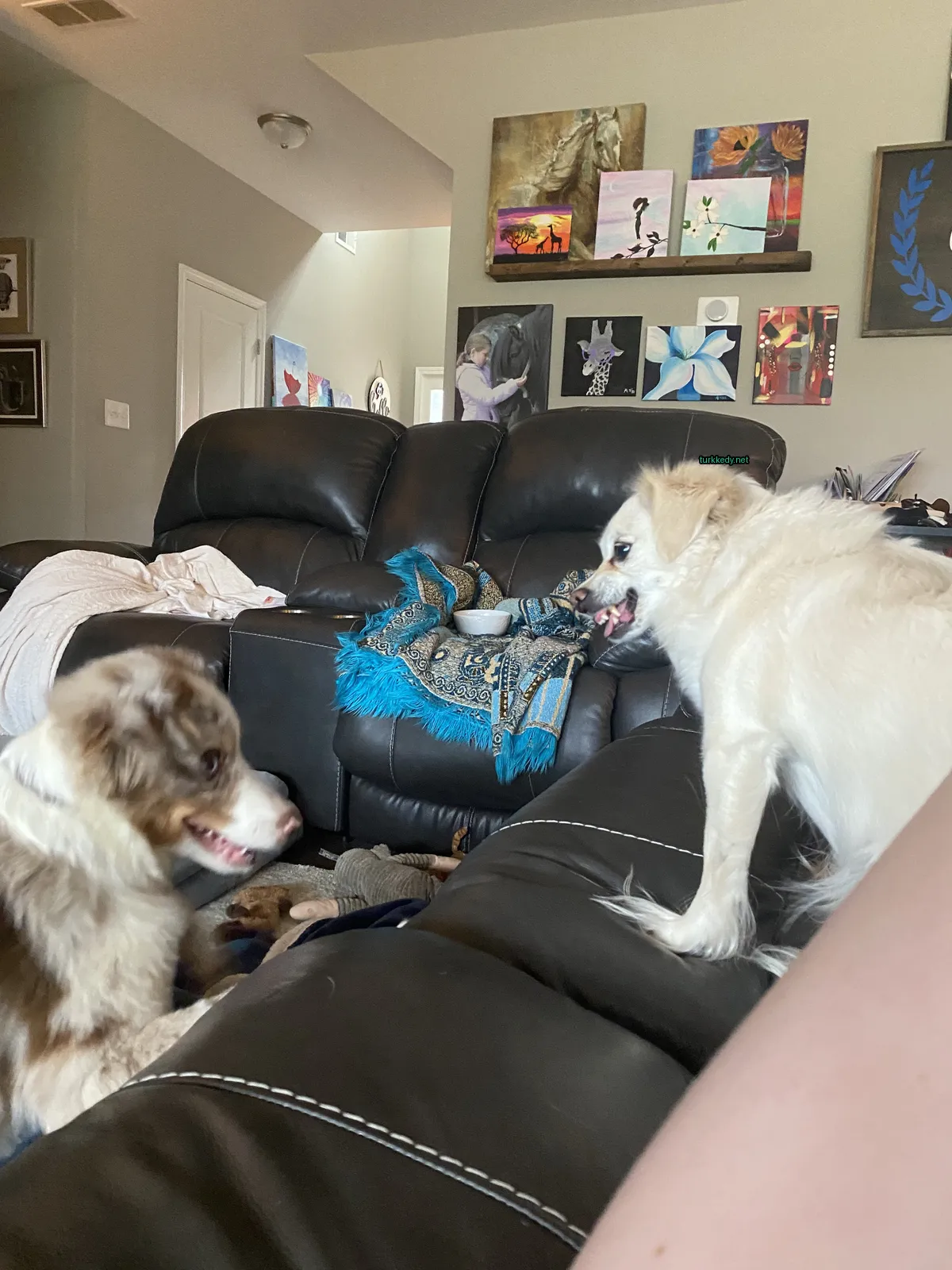Beyaz bir köpek mavi bir battaniyeye sarılı.