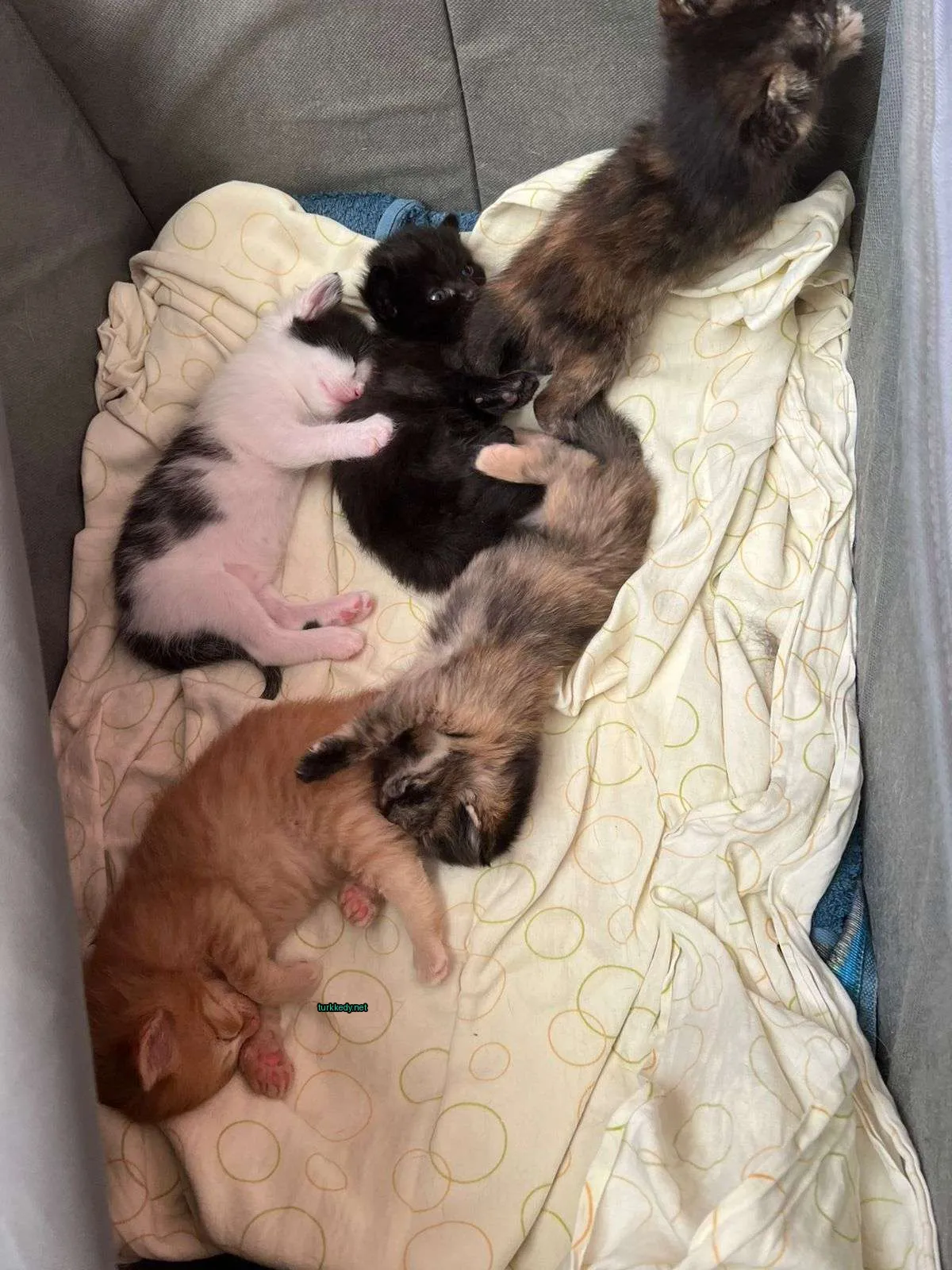 Siyah beyaz kedi yorganın üzerinde diğer kedilerle uyuyor.