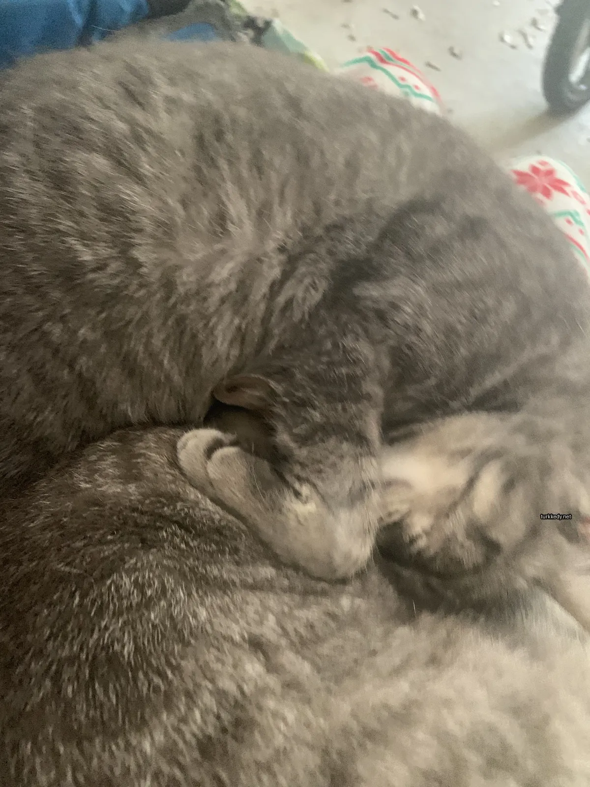 Gri bir kedi yuvarlandı.