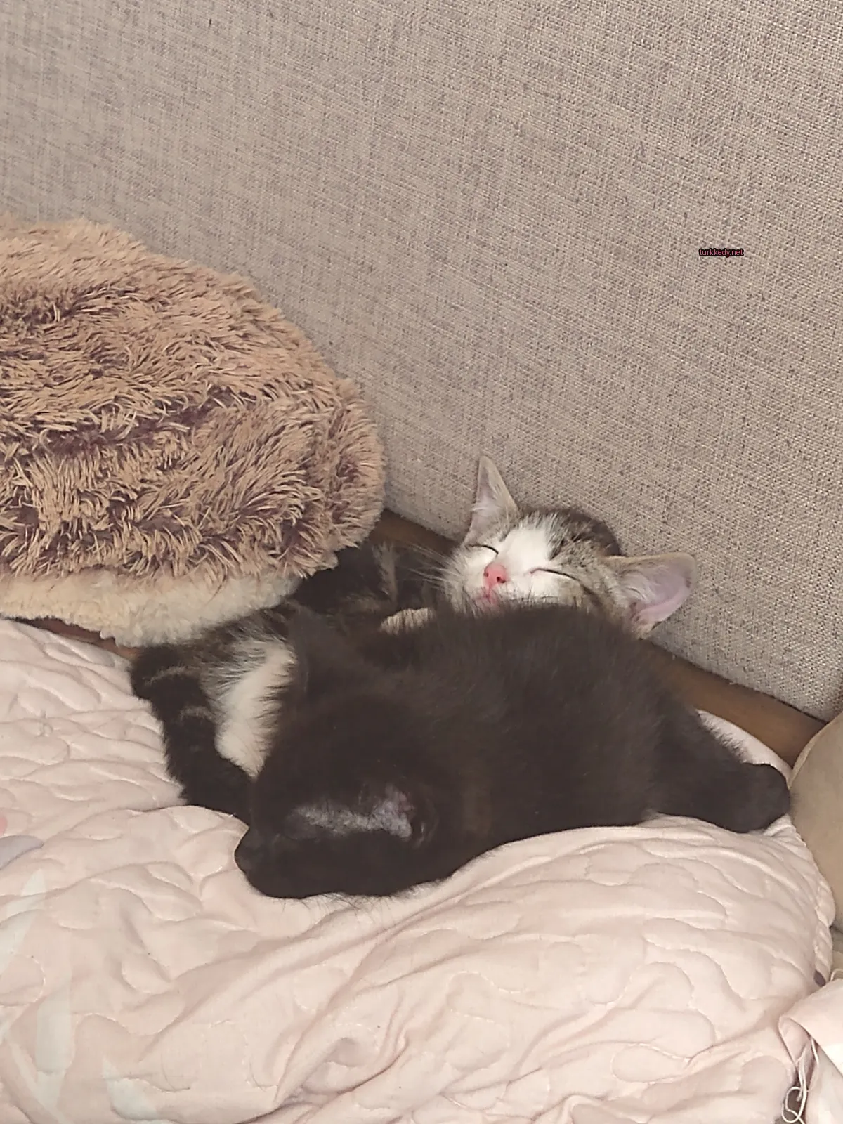 Siyah ve beyaz bir kedi yatakta kahverengi ve beyaz bir kedi ile yatıyor.