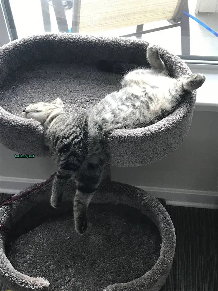Gri ve beyaz bir kedi yastıkta uzanıyor.