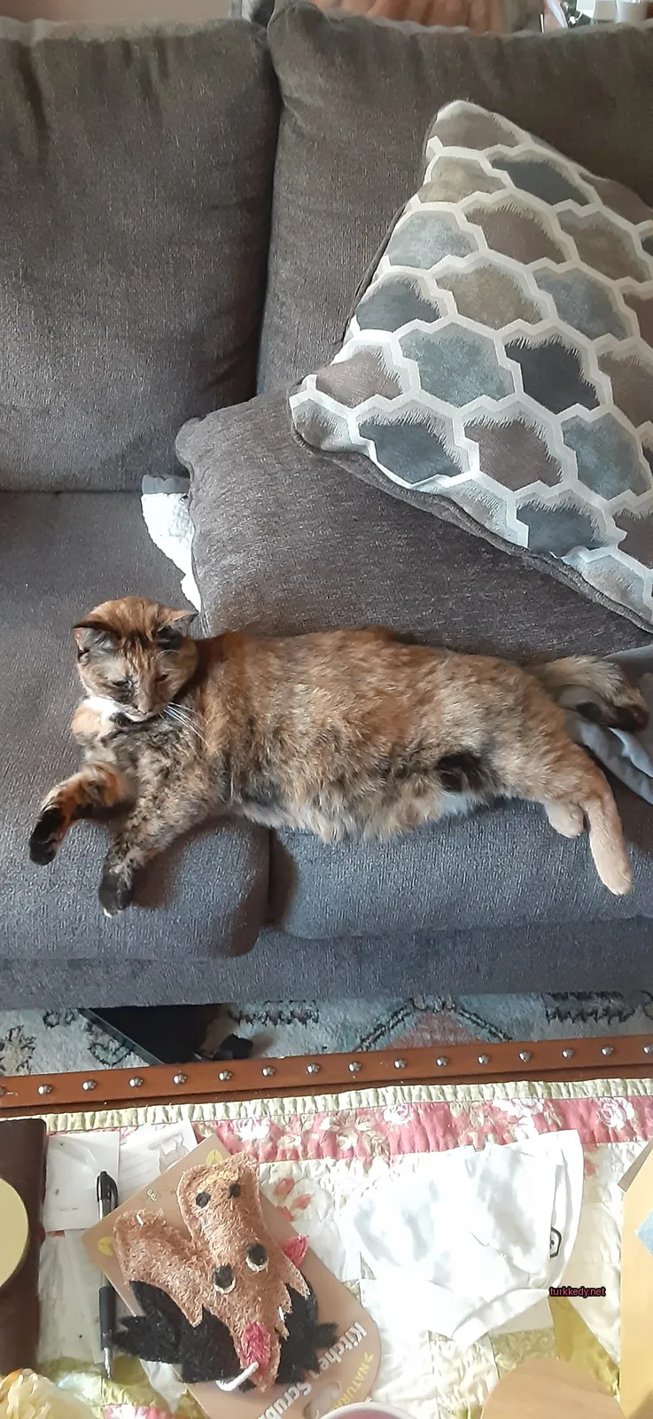 Koyu ve beyaz bir deri desenine sahip bir kedi bir sofa üzerinde yatıyor.