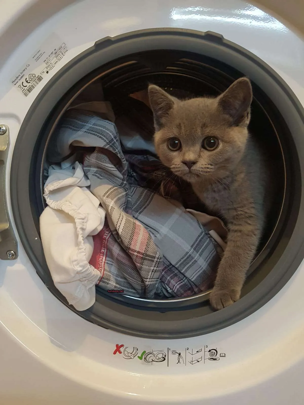 Gri ve beyaz bir kedi bir çamaşır makinesinde oturuyor.
