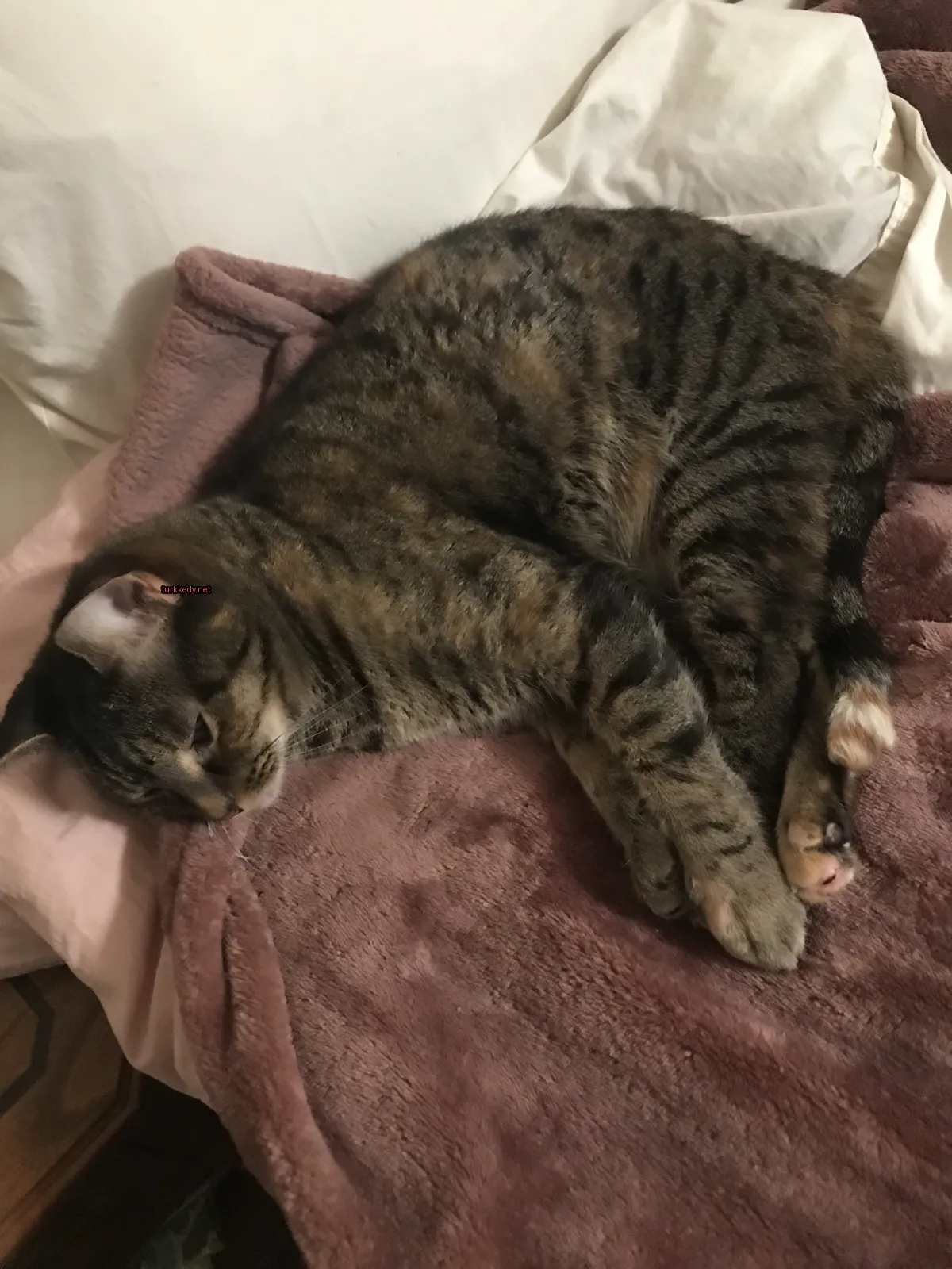 Kara ve beyaz bir kedi yün üzerine sarılmış.