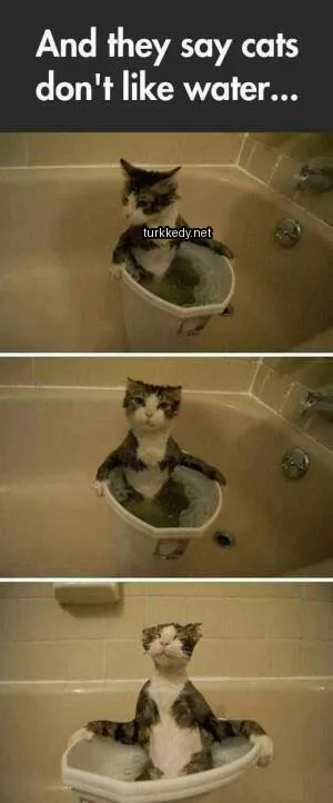 Beyaz göğüs ve kahverengi ve siyah tüylü bir kedi banyo küvetinde oturuyor.