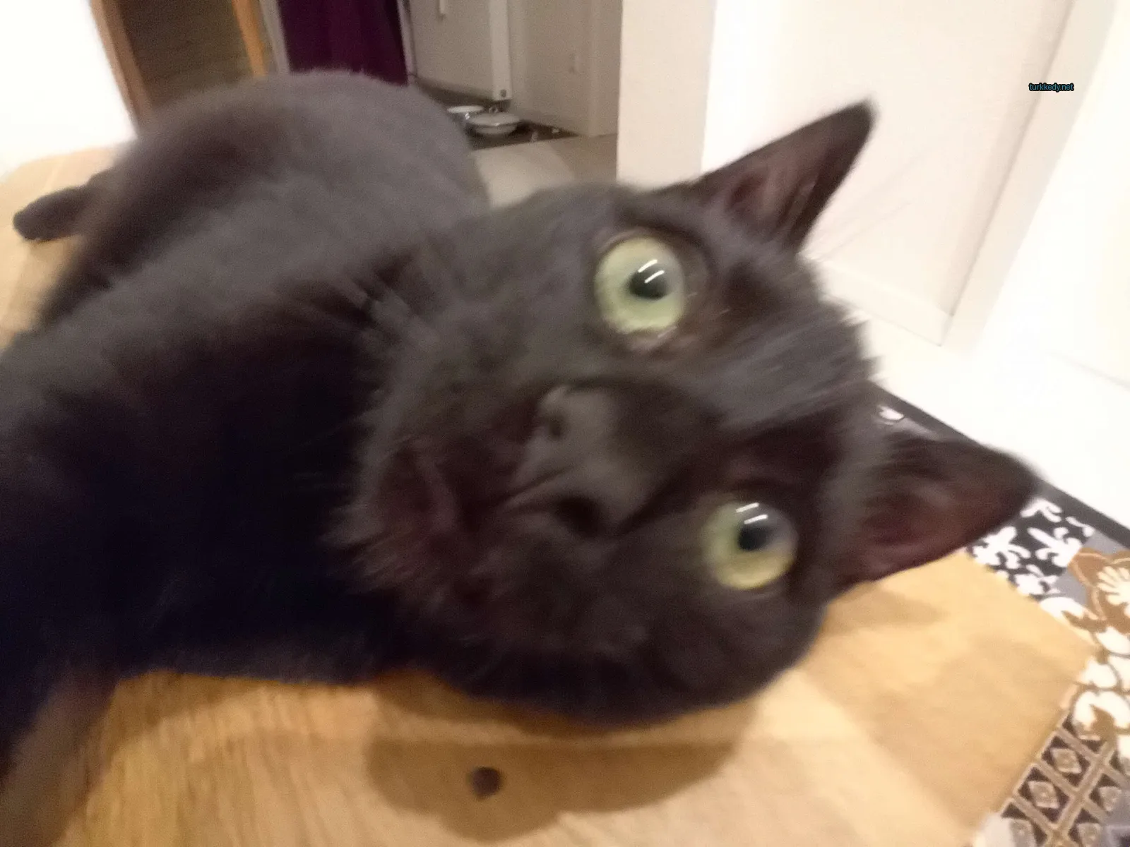 Siyah bir kedi mavi gözleri olan bir ahşap masada yatıyor.