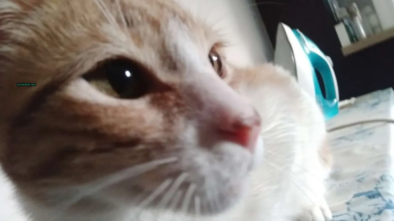 Kırmızı bir burunlu ve beyaz bir yüzü olan kahverengi ve beyaz bir kedi.