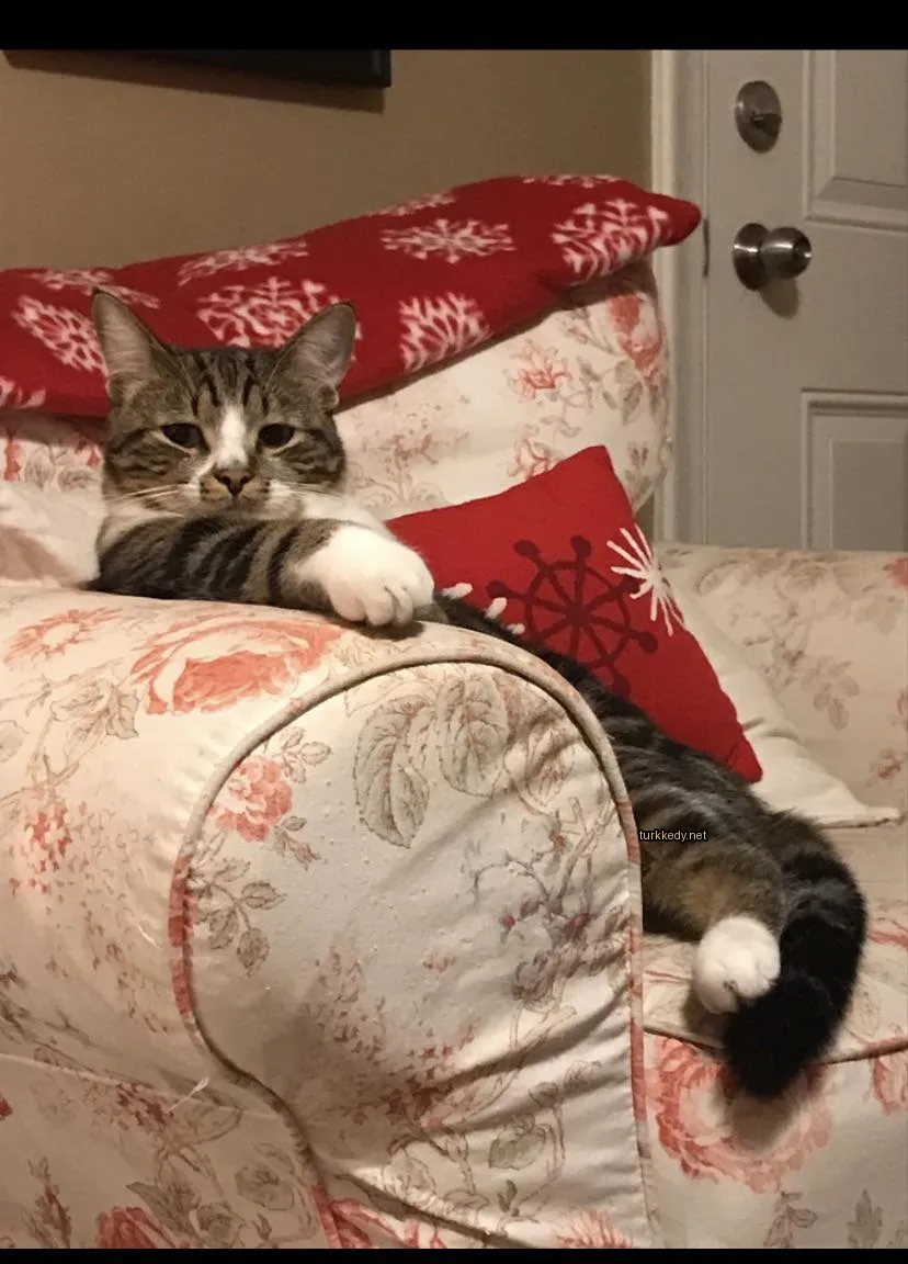 Bir yatakta mavi şeritli bir kedi kırmızı ve beyaz minderler üzerine uzanmıştır.
