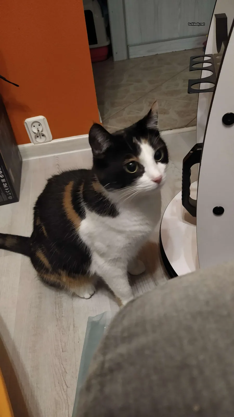 Siyah bir kedi, beyaz bir kahve makinesinin önünde beyaz bir zemine bakıyor.