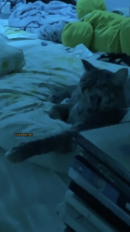 Gri ve beyaz bir kedi yatan bir yatakta ağzını açık tutuyor.